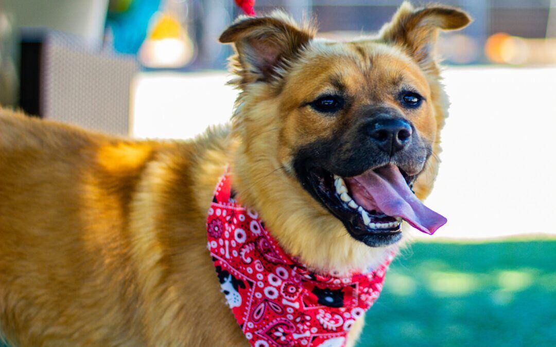 Brown dog with red bandana lying outside with tongue out