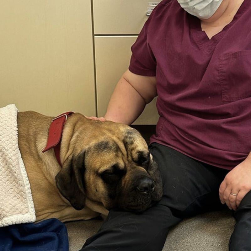 Dog-sitting-with-blanket-on-veterinary-staffs-lap