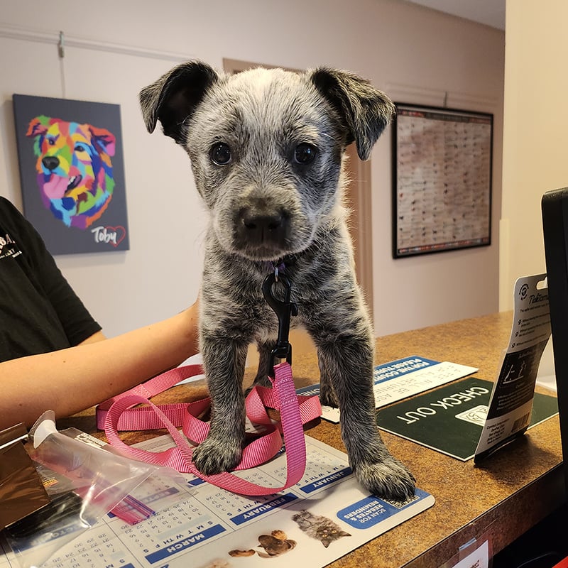 a-puppy-standing-on-a-desk