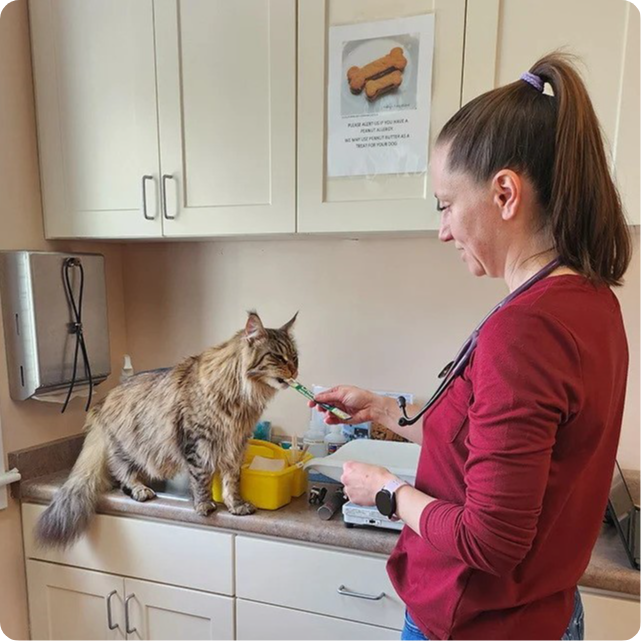 a-vet-hand-feeding-a-cute-cat-in-a-hospital-kitchen2-modified