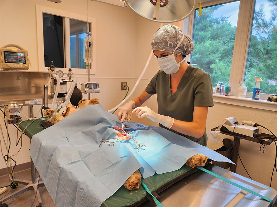 a-vet-surgeon-in-scrubs-and-a-mask-performing-surgery-in-an-operating-room