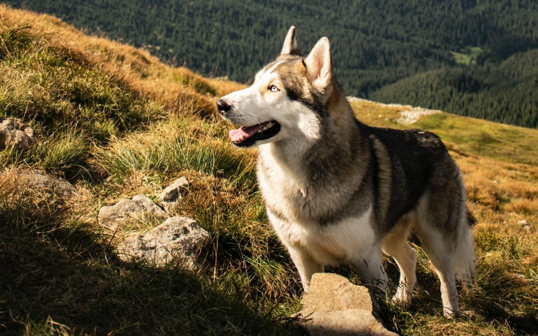 3 Summer Safety Tips for Hiking With Pets