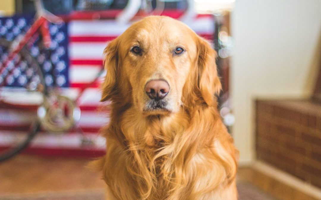 Make Your 4th of July Party Pet-Friendly
