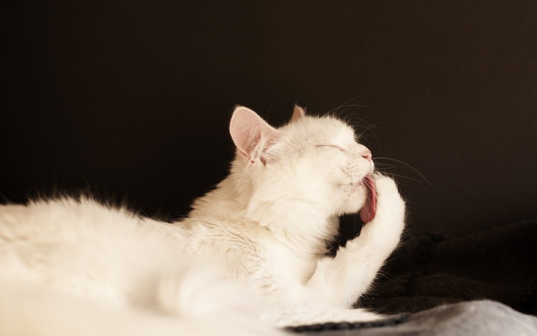7 Common Cat Grooming Questions