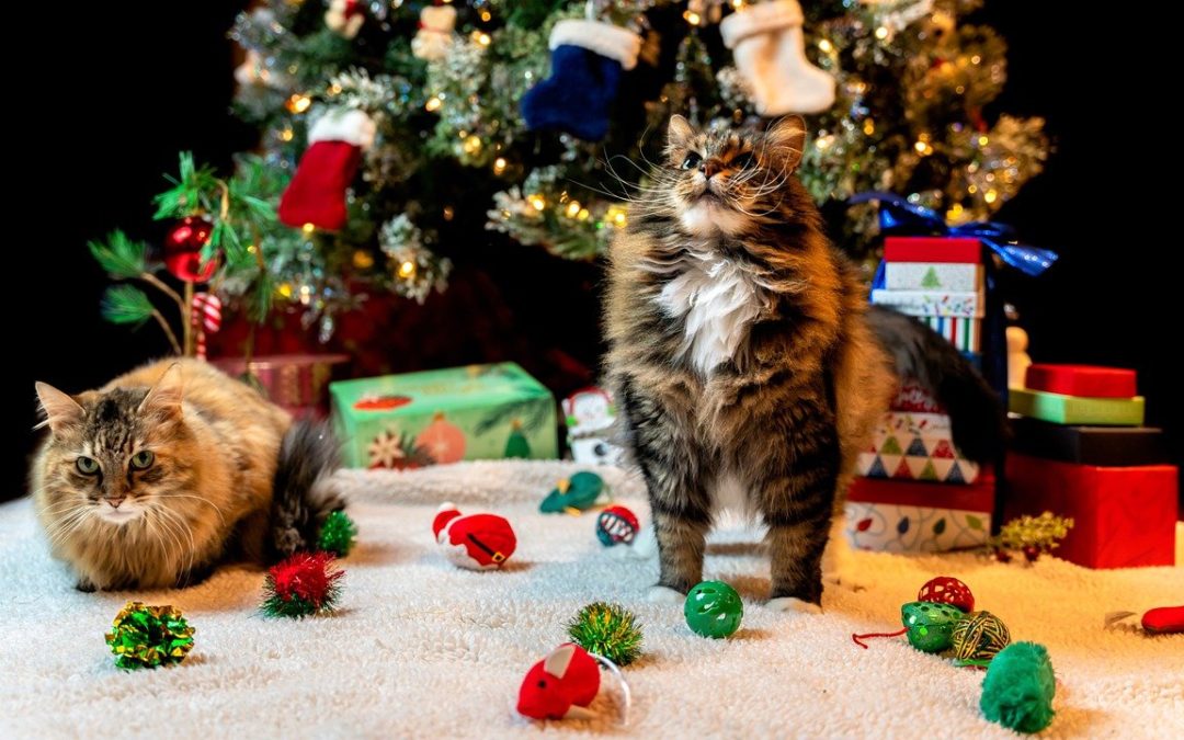 Holiday Danger Alert: Christmas Trees and Pets