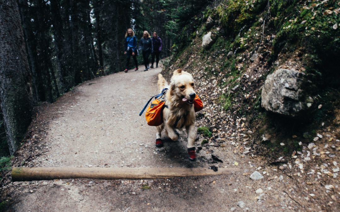 The Best Ways to Safely Handle Ticks When Hiking with Your Pet