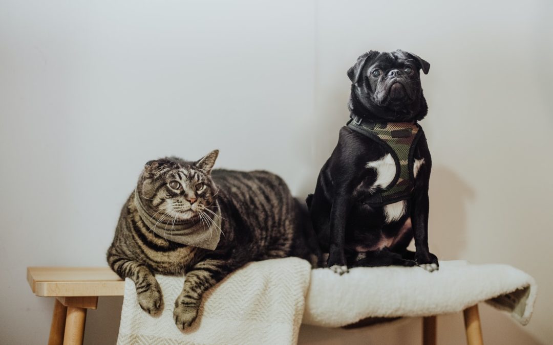 Black french bulldog and grey cat sitting together on bench