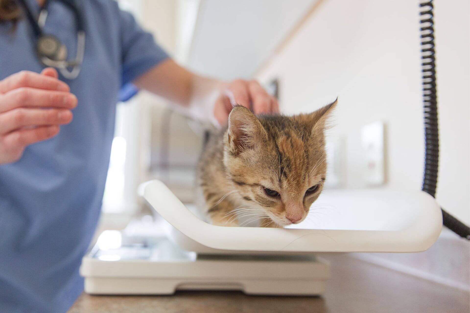 cat checkup