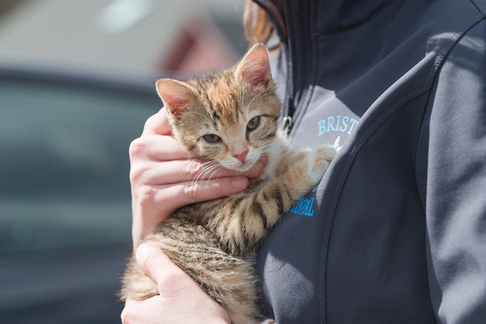 person holding a kitten