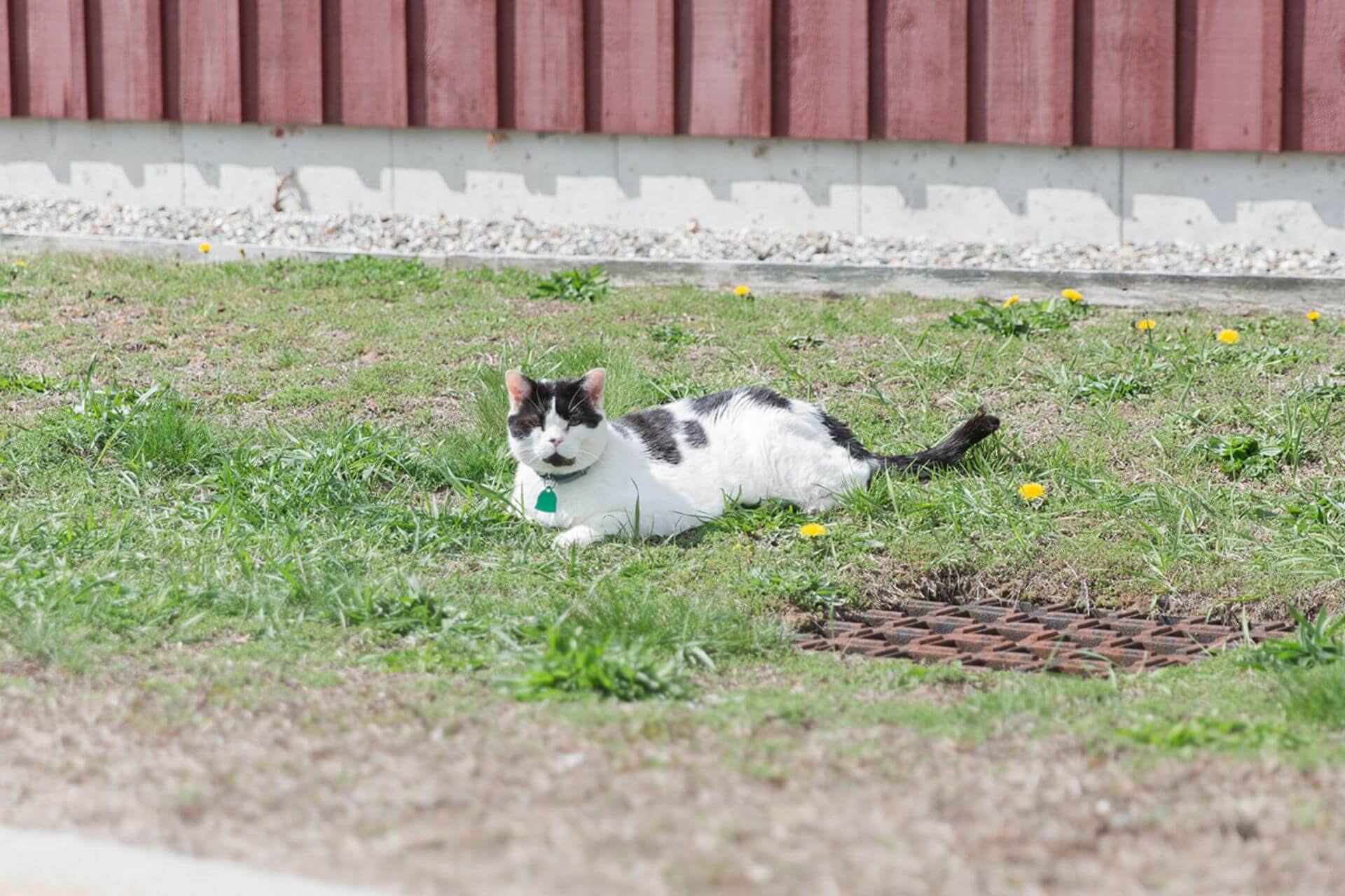 cat laying on grass