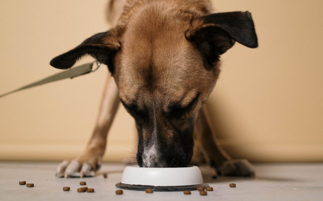 What Should and Should Not Be on Your Pet’s Thanksgiving Plate