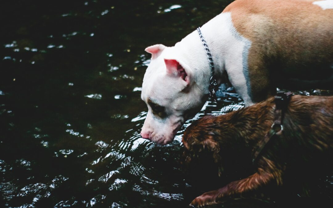 Ensuring Adequate Hydration for Your Pet in the Summer