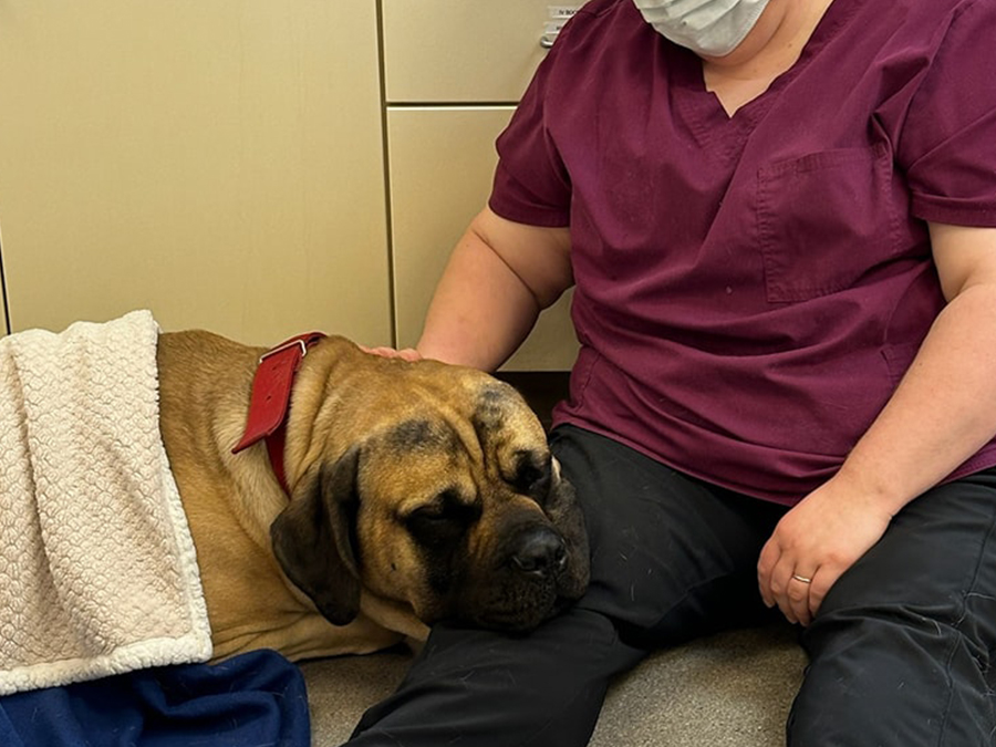 a vet in scrubs sitting on the floor with a dog