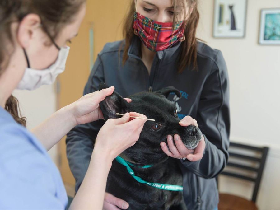 A woman examines a dog's ear