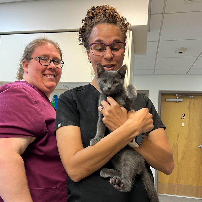 two vets in scrubs holding a small kitten