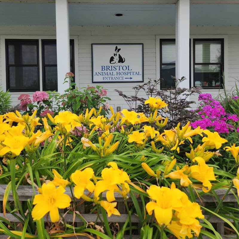 Front of Bristol Animal Hospital Building with flowers